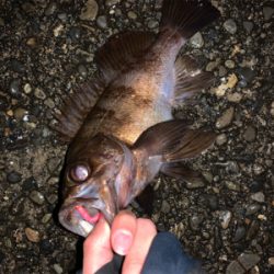 小雨の中、春告魚