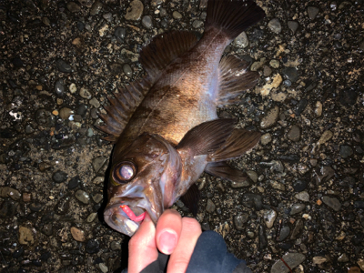 小雨の中、春告魚