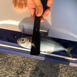 久しぶりのアジング