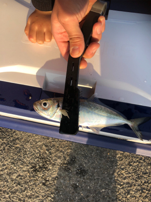 久しぶりのアジング