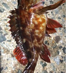 とある早朝のシャローエリア