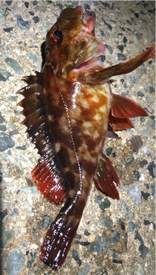 とある早朝のシャローエリア