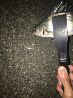 なんとか１キャッチ