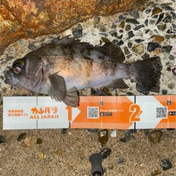 春になったらここ