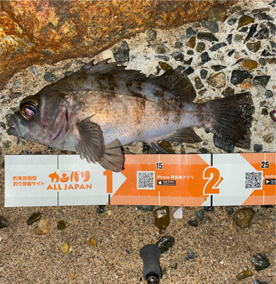 春になったらここ