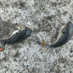 ジグサビキ で鯖！