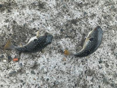 ジグサビキ で鯖！