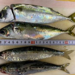 ホームでイワシ爆釣!