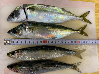 ホームでイワシ爆釣!