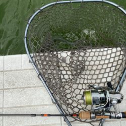 服部緑地プールトラウト