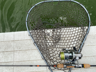 服部緑地プールトラウト