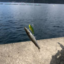 マイクロシュア