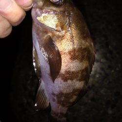 ナイトメバリング