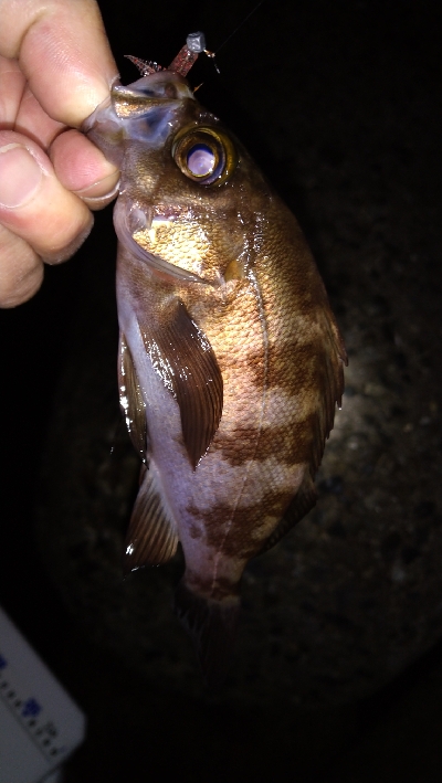 ナイトメバリング