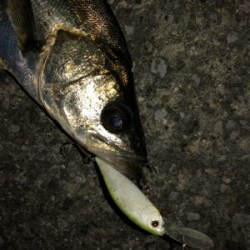 ビーフリーズでシーバス