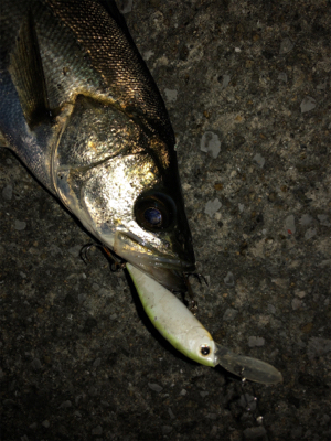 ビーフリーズでシーバス