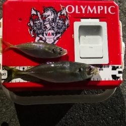 アジング 練習 133