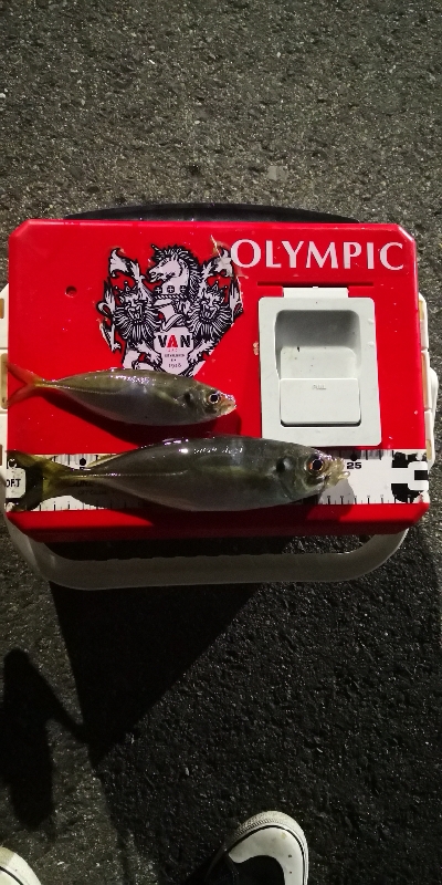 アジング 練習 133