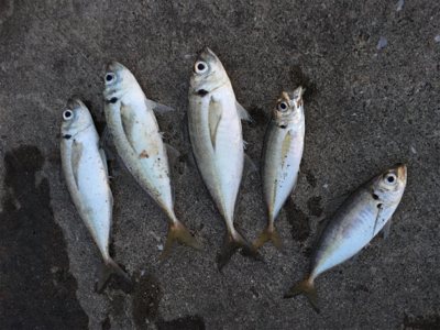 ジグサビキ最強