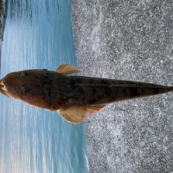 フラットフィッシュ