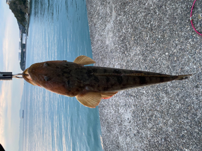 フラットフィッシュ