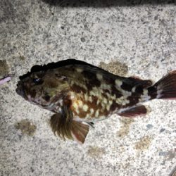 たまにはダウンショットで・・・