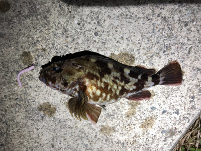 たまにはダウンショットで・・・