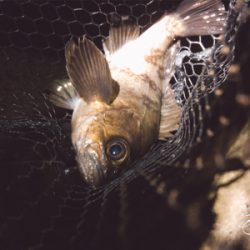 メバルは元気みたいです