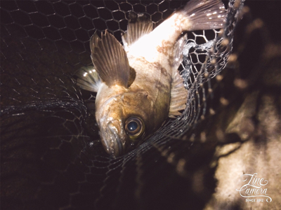 メバルは元気みたいです