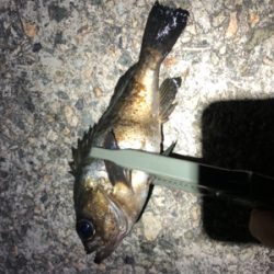 アジは入ってこず、メバリング