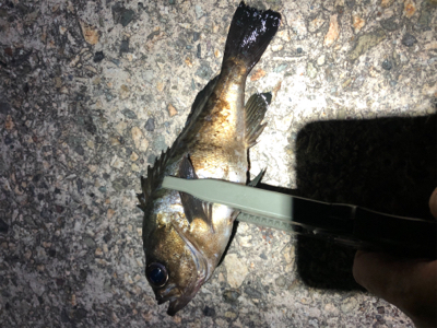 アジは入ってこず、メバリング