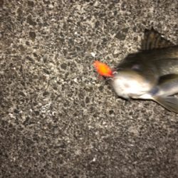 沖シーバス2週目