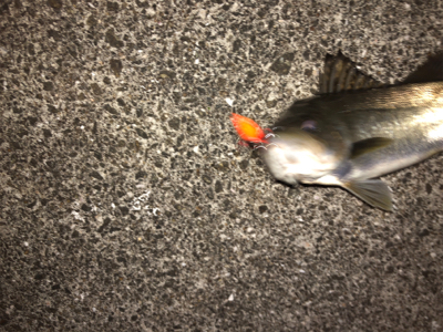 沖シーバス2週目