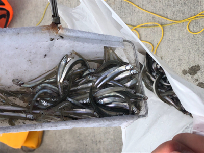 稚鮎フィーバー