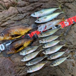 デイメバルにて尺… ない