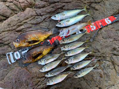 デイメバルにて尺… ない