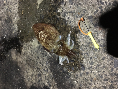 コウイカ に出会えた