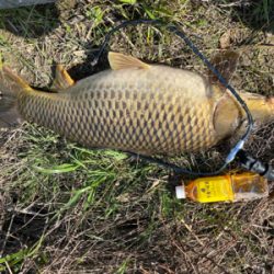 色々な事が自粛なので誰もいない川でカープフィッシング