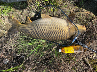 色々な事が自粛なので誰もいない川でカープフィッシング