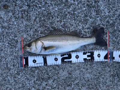 久々のポーアイ