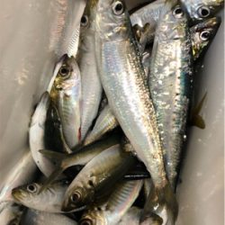 でっかいマイワシ♪