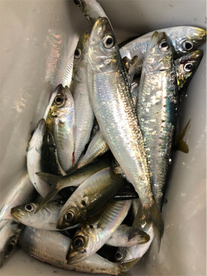 でっかいマイワシ♪