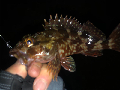 尾鷲　ライトゲーム