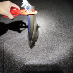 宮崎港で太刀魚釣り