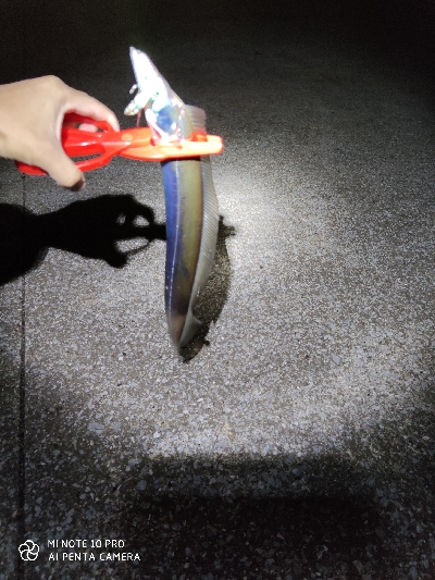 宮崎港で太刀魚釣り