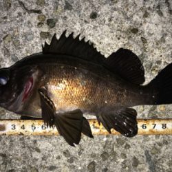 2020ライトゲーム第12戦