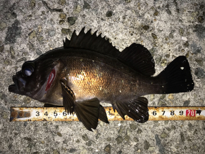 2020ライトゲーム第12戦