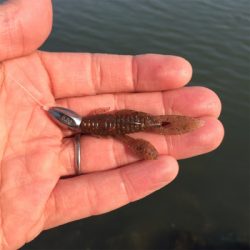 淀川ブリームゲーム