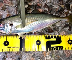 尺カナ(笑´∀︎`)