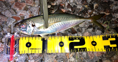 尺カナ(笑´∀︎`)